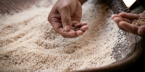 10 Countries with the Highest Rice Price in 2025